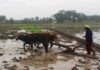 Mengenal ‘Bahasa Kerbau’ Petani Makassar