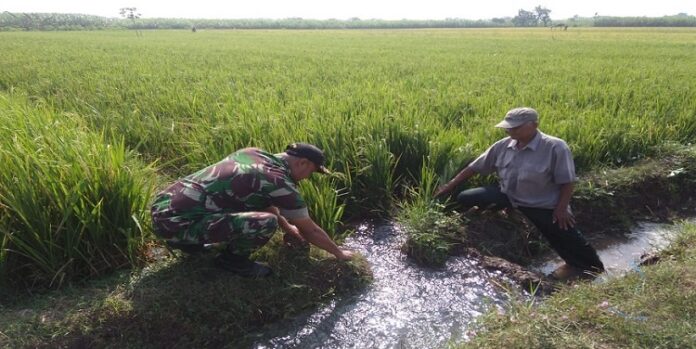 Pengairan di Persawahan jenis ini disebut Sefe-sefe, aliran air persawahan diantara dua pematang sawah. (foto: ist/palontaraq)