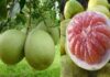 Lemo Pangkep: Dibalik Sejarah Jeruk Pomelo yang Tersembunyi Jeruk Pomelo. (foto: ist/*)